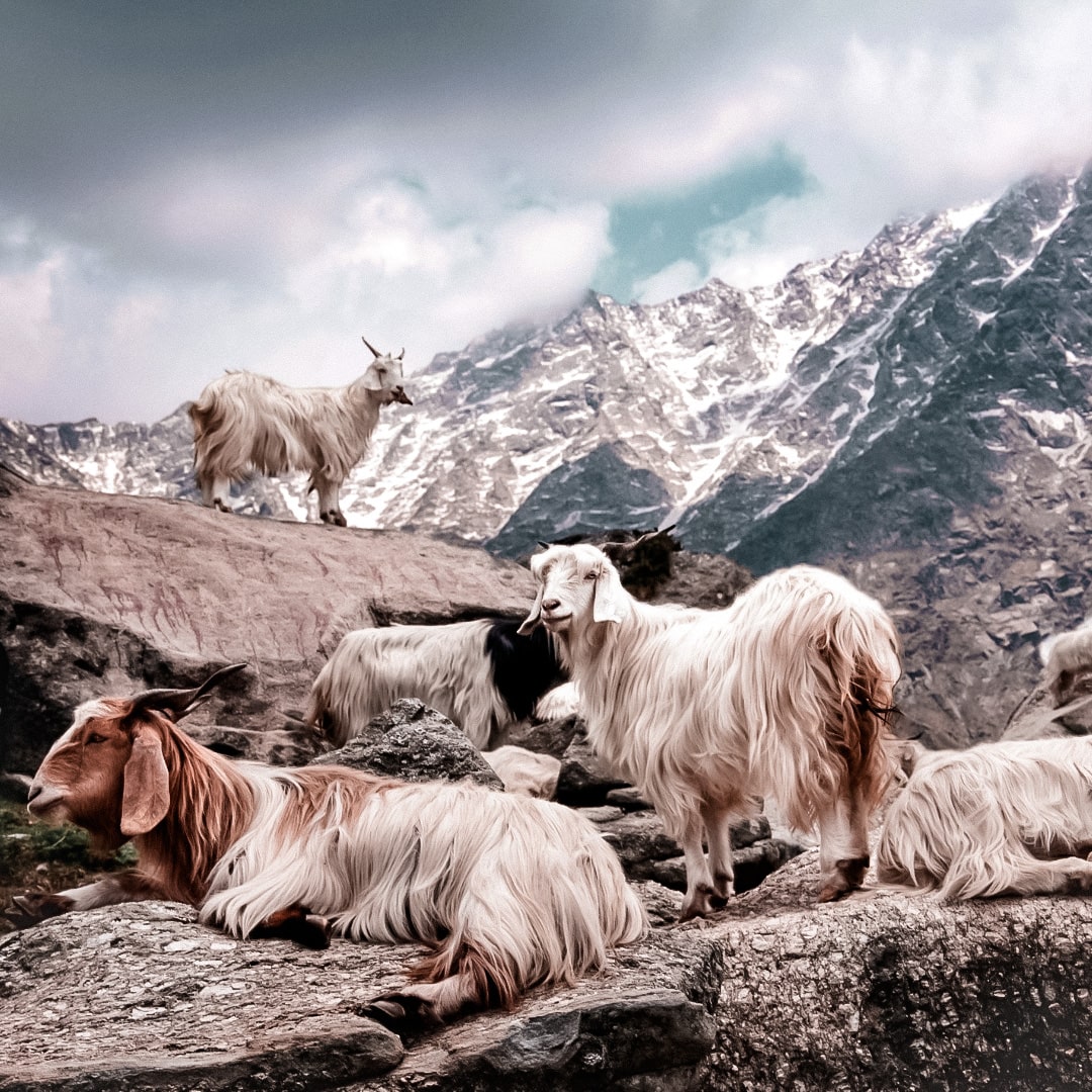 ethical cashmere