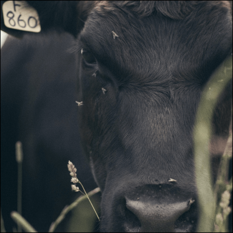 biodynamic farming india