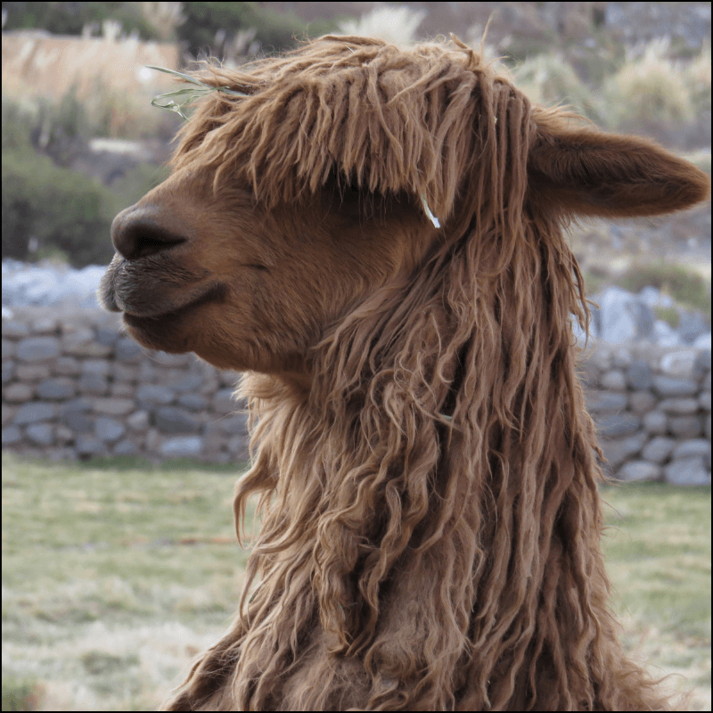 luxury wool and eco wool